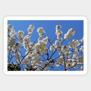 White Cherry Blossom Sticker